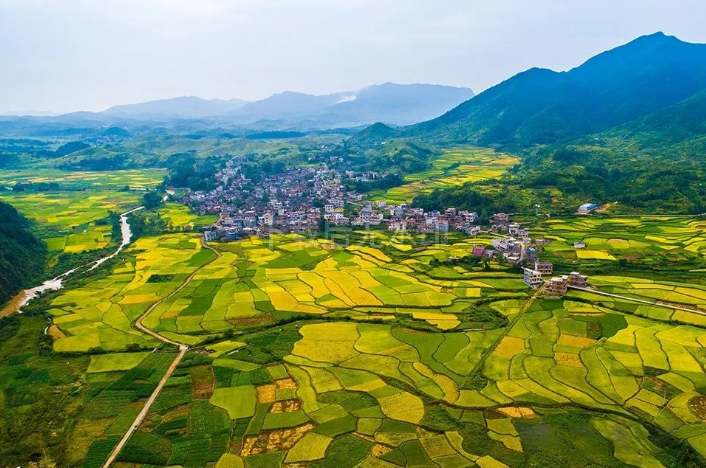 桂阳全力推进现代农业赋能乡村振兴